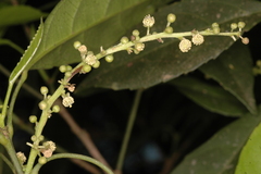 Cleidion javanicum